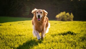 【11月1日】「犬の日」をテーマにしたスピーチ