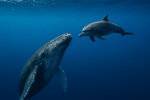 【7月23日】「世界クジラとイルカの日」をテーマにしたスピーチ